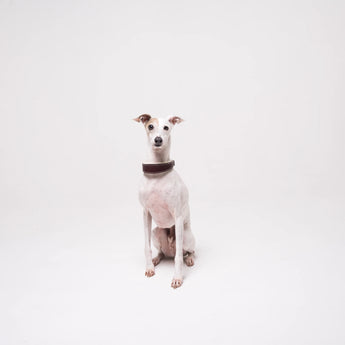 Italian Greyhound dog wearing premium leather shearling lined martingale collar in burgundy