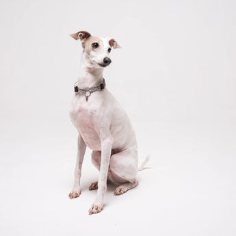 Italian Greyhound dog wearing premium leather shearling lined martingale collar in burgundy