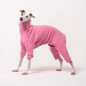 Dog wearing a pink  fluffy reversible onesie on a white background