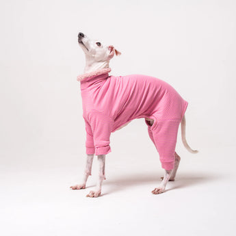 Italian Greyhound wearing a fleece fluffy reversible onesie in pink one a white background
