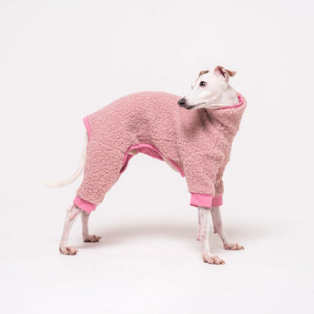 Italian Greyhound wearing a fleece fluffy reversible onesie in pink on a white background