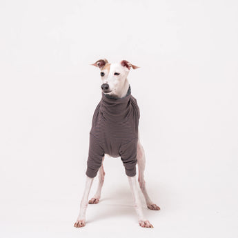 Italian Greyhound dog wearing a fleece fluffy reversible sweater in charcoal grey standing on a white background