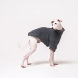 Italian Greyhound dog wearing a fleece fluffy reversible sweater in charcoal grey standing on a white background