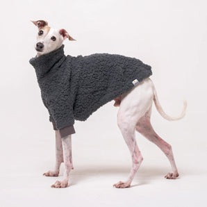 Italian Greyhound dog wearing a fleece fluffy reversible sweater in charcoal grey standing on a white background