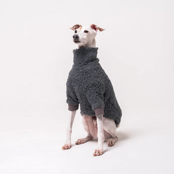 Italian Greyhound dog wearing a fleece fluffy reversible sweater in charcoal grey standing on a white background