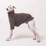 Italian Greyhound dog wearing a fleece fluffy reversible sweater in charcoal grey standing on a white background