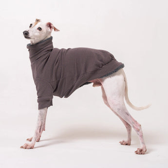 Italian Greyhound dog wearing a fleece fluffy reversible sweater in charcoal grey standing on a white background