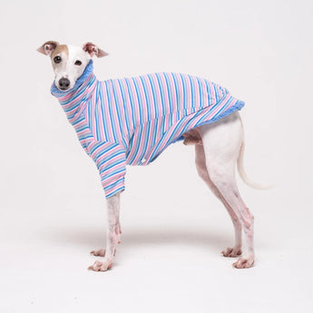 Italian Greyhound dog wearing a fleece fluffy reversible sweater in cornflower blue on a white background
