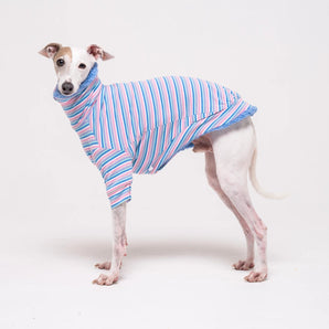Italian Greyhound dog wearing a fleece fluffy reversible sweater in cornflower blue on a white background
