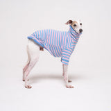 Italian Greyhound dog wearing a fleece fluffy reversible sweater in cornflower blue on a white background
