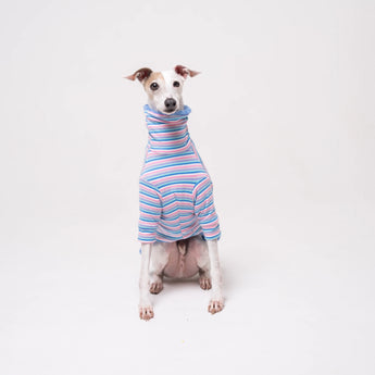 Italian Greyhound dog wearing a fleece fluffy reversible sweater in cornflower blue on a white background
