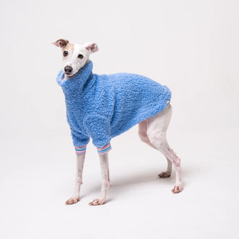 Italian Greyhound dog wearing a fleece fluffy reversible sweater in cornflower blue on a white background
