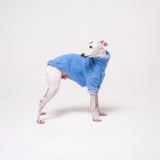 Italian Greyhound dog wearing a fleece fluffy reversible sweater in cornflower blue on a white background
