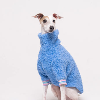 Italian Greyhound dog wearing a fleece fluffy reversible sweater in cornflower blue on a white background
