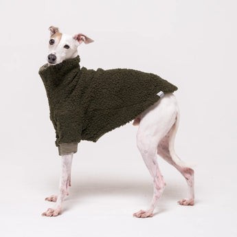 Italian Greyhound dog wearing a fleece fluffy reversible sweater in khaki green
