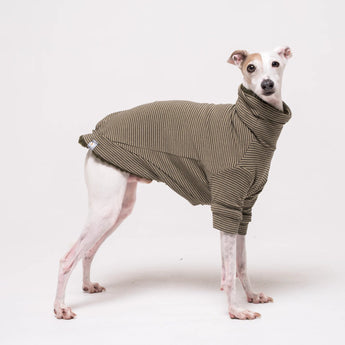 Italian Greyhound dog wearing a fleece fluffy reversible sweater in khaki green
