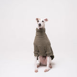 Italian Greyhound dog wearing a fleece fluffy reversible sweater in khaki green
