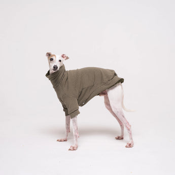 Italian Greyhound dog wearing a fleece fluffy reversible sweater in khaki green
