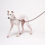 Italian Greyhound dog wearing premium leather shearling lined martingale collar in tan on a white background