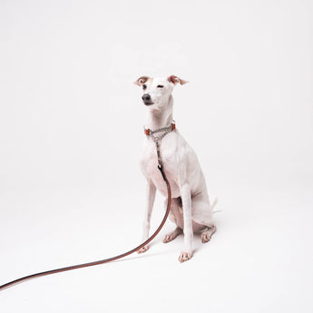 Italian Greyhound dog wearing premium leather shearling lined martingale collar in tan on a white background