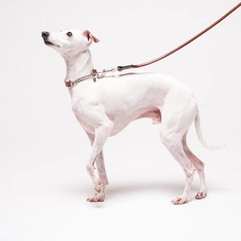 Italian Greyhound dog wearing premium leather shearling lined martingale collar in tan on a white background
