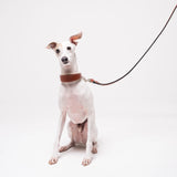 Italian Greyhound dog wearing premium leather shearling lined martingale collar in tan on a white background