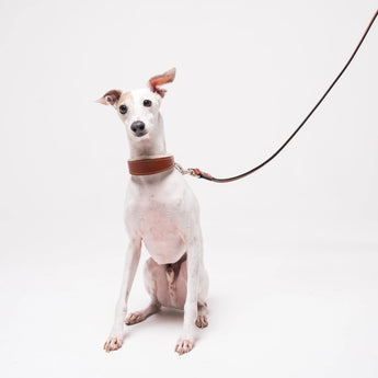 Italian Greyhound dog wearing premium leather shearling lined martingale collar in tan on a white background