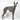 Houdini Harness - Houndstooth - Whippet