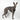 Houdini Harness - Black - Whippet