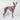Houdini Harness - Pink - Whippet