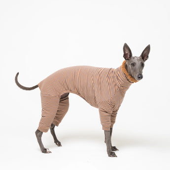 Whippet dog wearing fleece fluffy reversible onesie in caramel on a white background