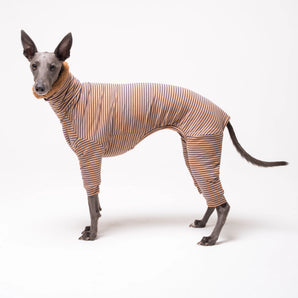 Whippet dog wearing fleece fluffy reversible onesie in caramel on a white background