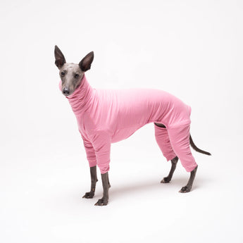 Whippet dog wearing Snootly fleece fluffy reversible onesie in marshmallow pink on white background