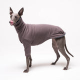 Whippet dog wearing fleece fluffy reversible sweater in charcoal grey on a white background