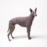 Whippet dog wearing fleece fluffy reversible sweater in charcoal grey on a white background