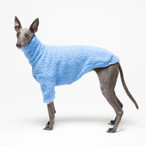 Whippet dog wearing fleece fluffy reversible sweater in cornflower blue on a white background
