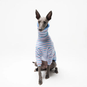 Whippet dog wearing fleece fluffy reversible sweater in cornflower blue on a white background