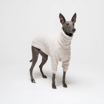 Whippet dog wearing fleece fluffy reversible sweater in vanilla on a white background