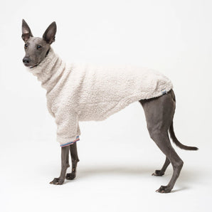Whippet dog wearing fleece fluffy reversible sweater in vanilla on a white background