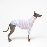 Whippet dog wearing fleece fluffy reversible sweater in vanilla on a white background