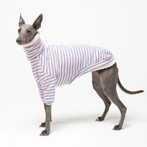 Whippet dog wearing fleece fluffy reversible sweater in vanilla on a white background