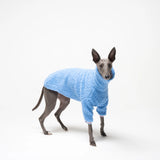 Whippet dog wearing fleece fluffy reversible sweater in cornflower blue on a white background