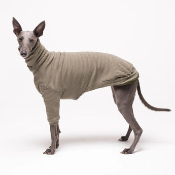 Whippet dog wearing fleece fluffy reversible sweater in khaki green on a white background