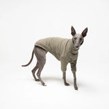 Whippet dog wearing fleece fluffy reversible sweater in khaki green on a white background