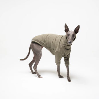 Whippet dog wearing fleece fluffy reversible sweater in khaki green on a white background