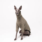 Whippet dog wearing fleece fluffy reversible sweater in khaki green on a white background