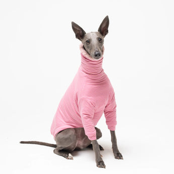 Whippet dog wearing fleece fluffy reversible sweater in marshmallow pink on a white background