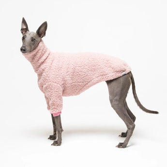 Whippet dog wearing fleece fluffy reversible sweater in marshmallow pink on a white background