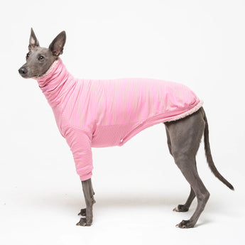 Whippet dog wearing fleece fluffy reversible sweater in marshmallow pink on a white background
