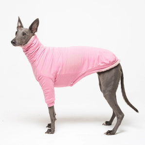 Whippet dog wearing fleece fluffy reversible sweater in marshmallow pink on a white background